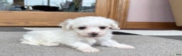 Coton De Tulear dogs for sale: Tj - Ad 4