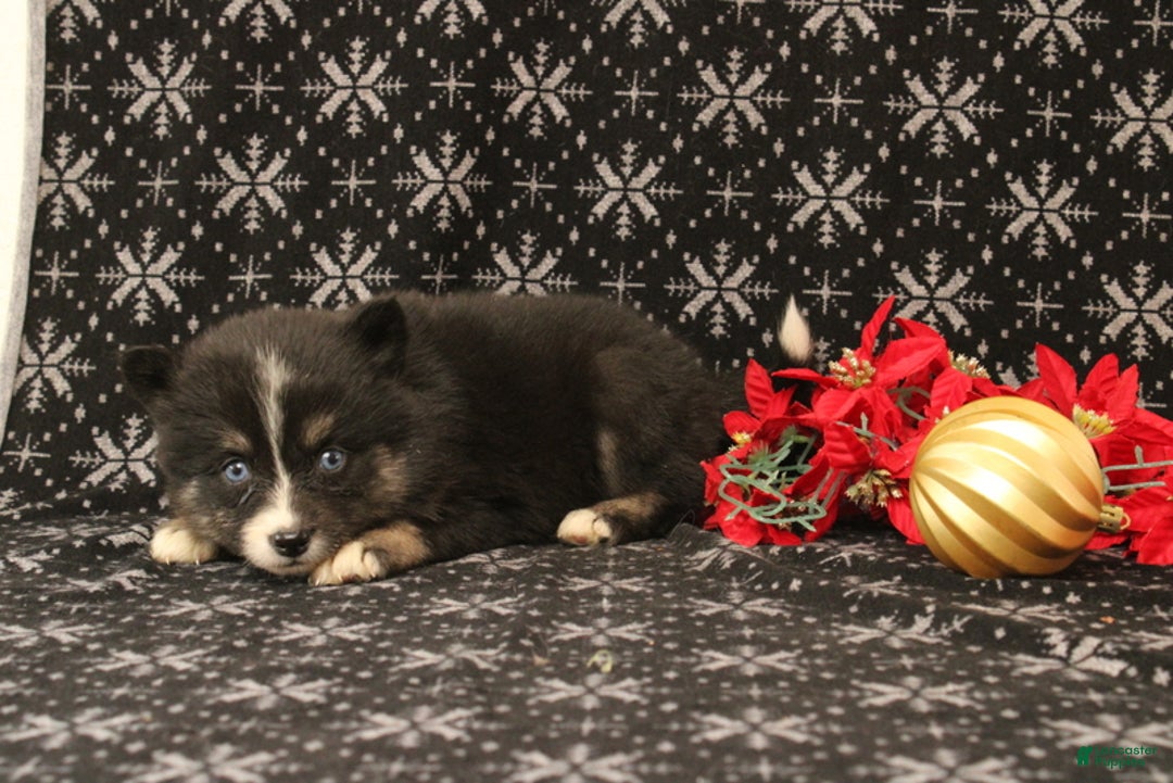 Pomsky dogs for sale: Valerie - Ad 3