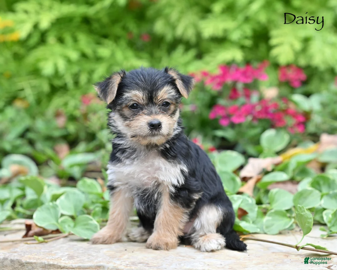 Morkie dogs for sale: Daisy - Ad 2
