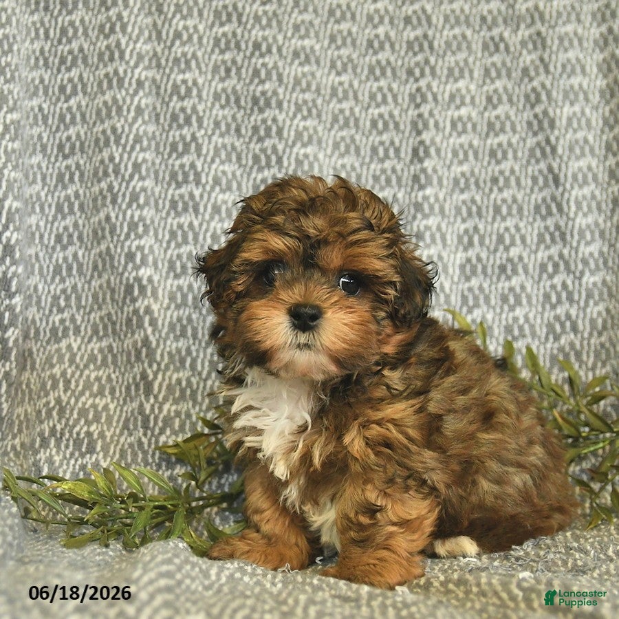Shihpoo dogs Cody  - Ad 1