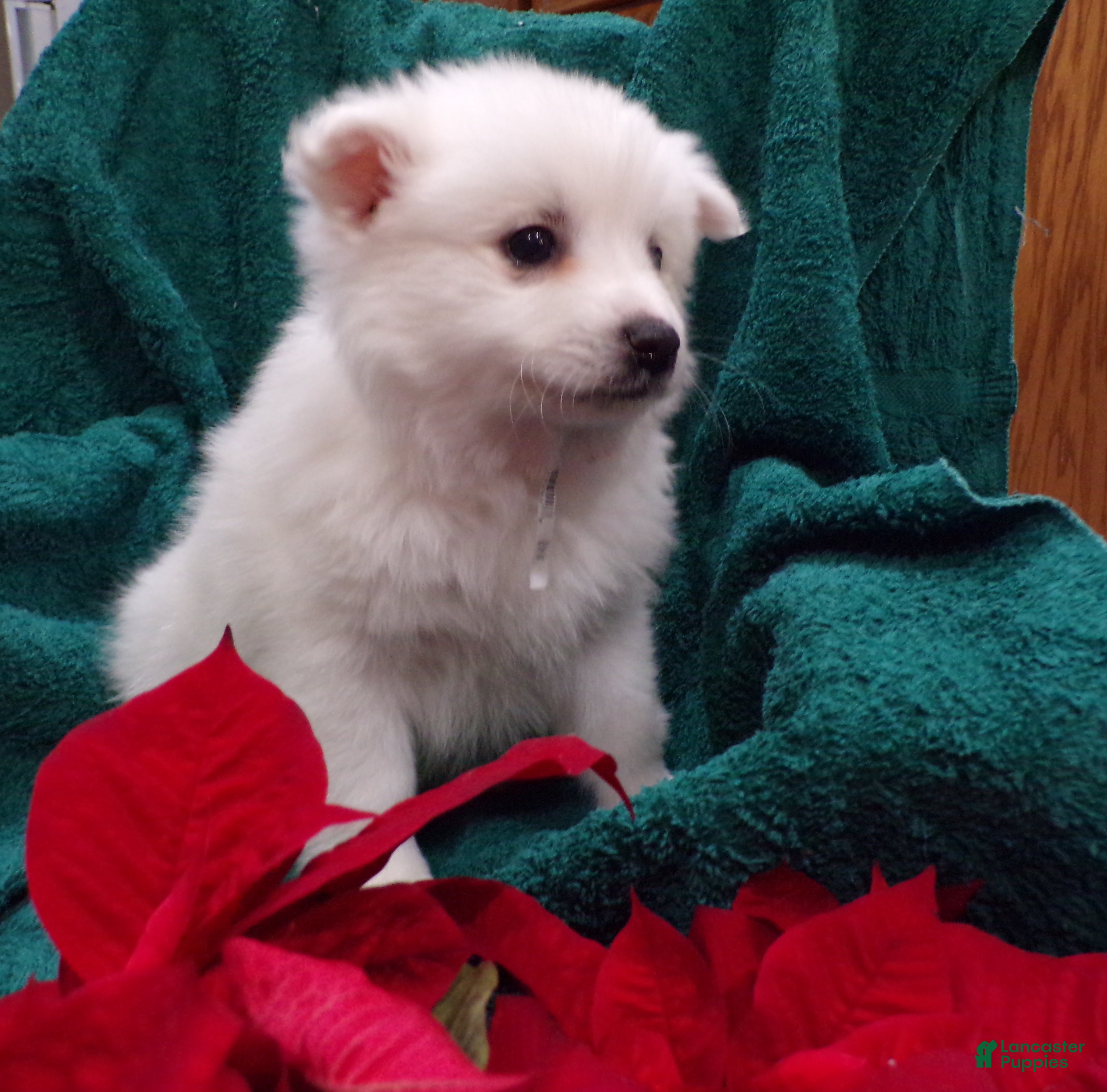 American Eskimo dogs Princess - Ad 22