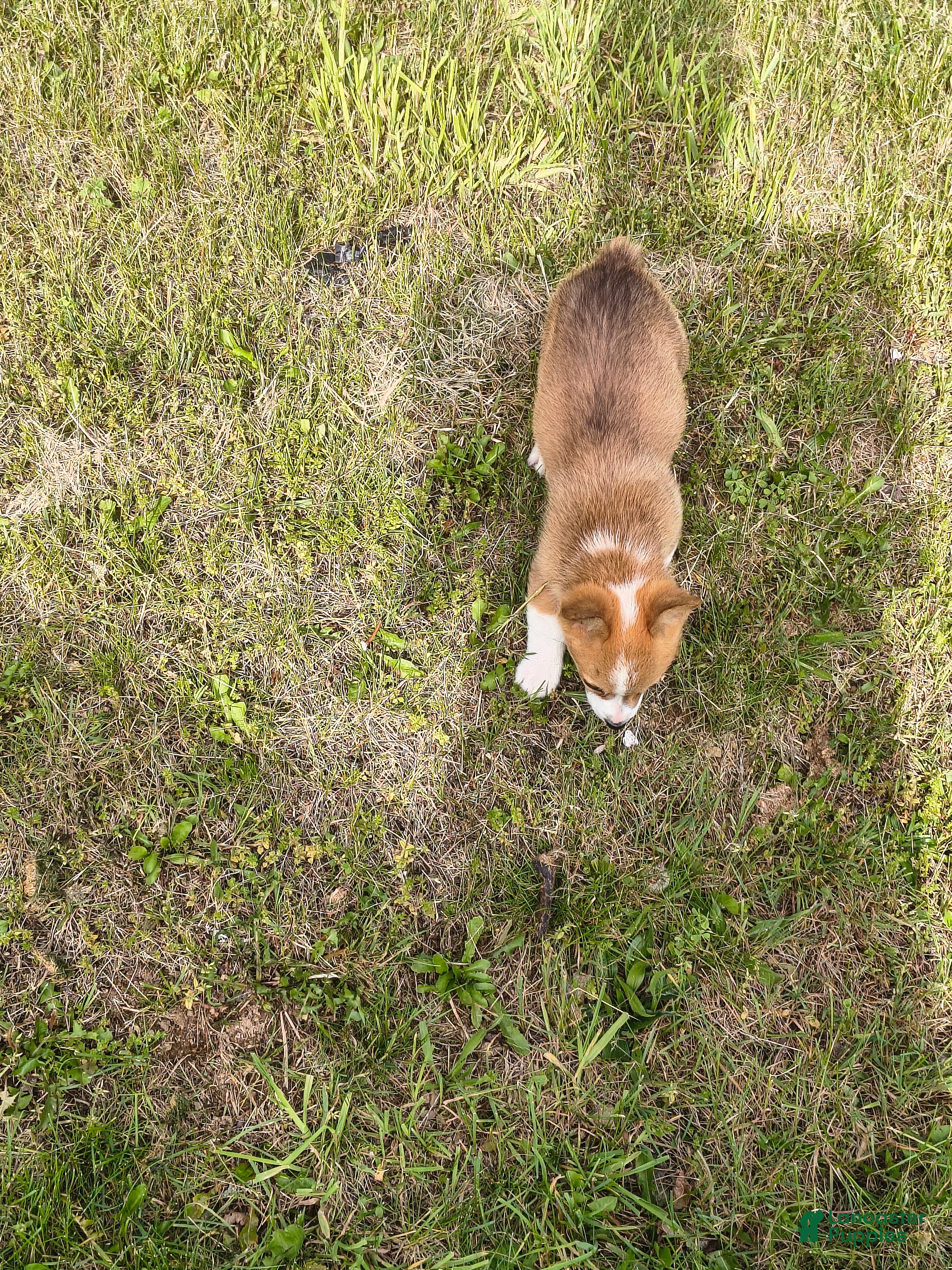 Welsh Corgi Pembroke dogs Welsh Corgi Pembroke Puppy 4 - Ad 33