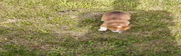Welsh Corgi Pembroke dogs for sale: Welsh Corgi Pembroke Puppy 4 - Ad 1