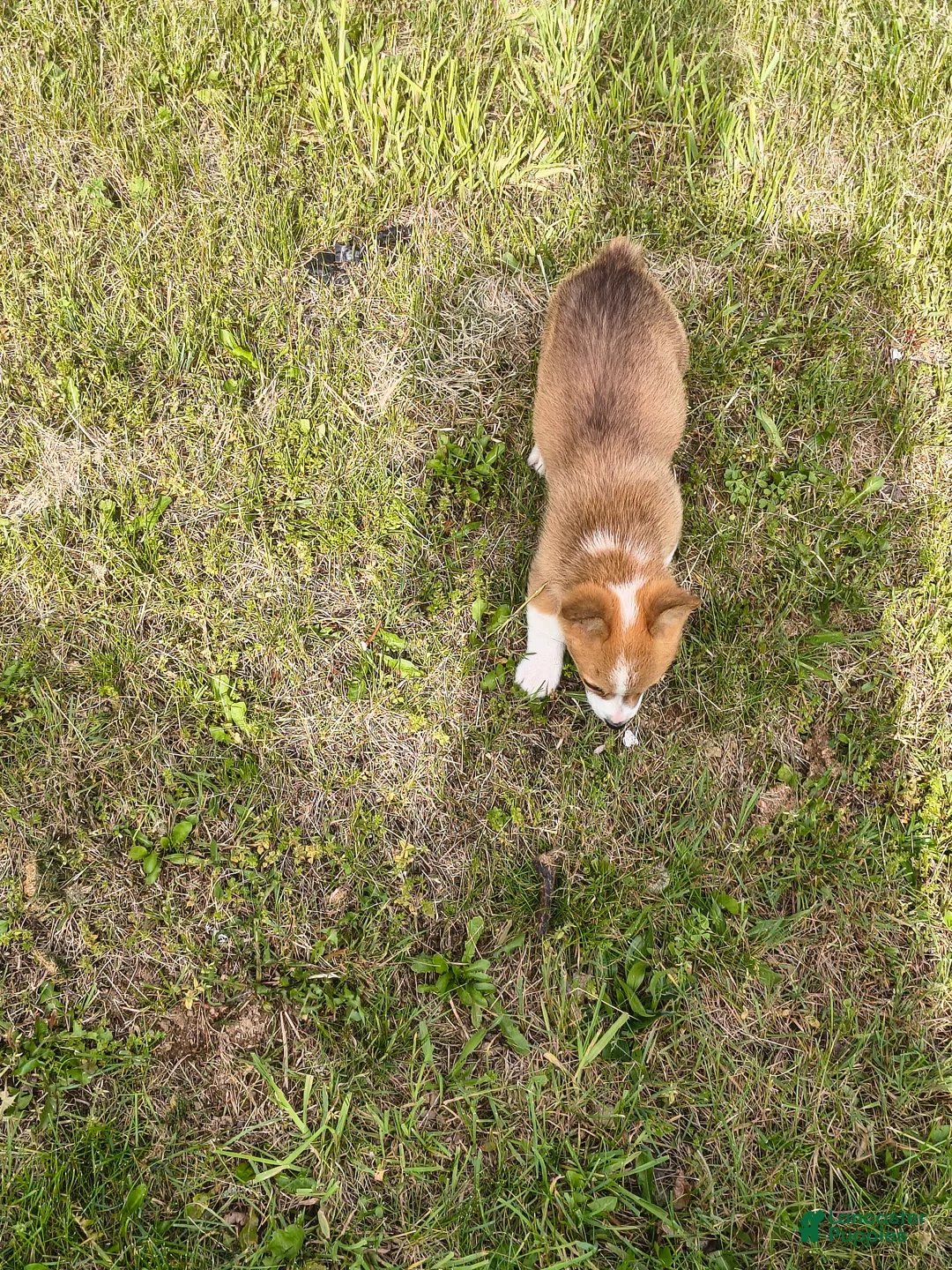 Welsh Corgi Pembroke dogs for sale: Welsh Corgi Pembroke Puppy 4 - Ad 1
