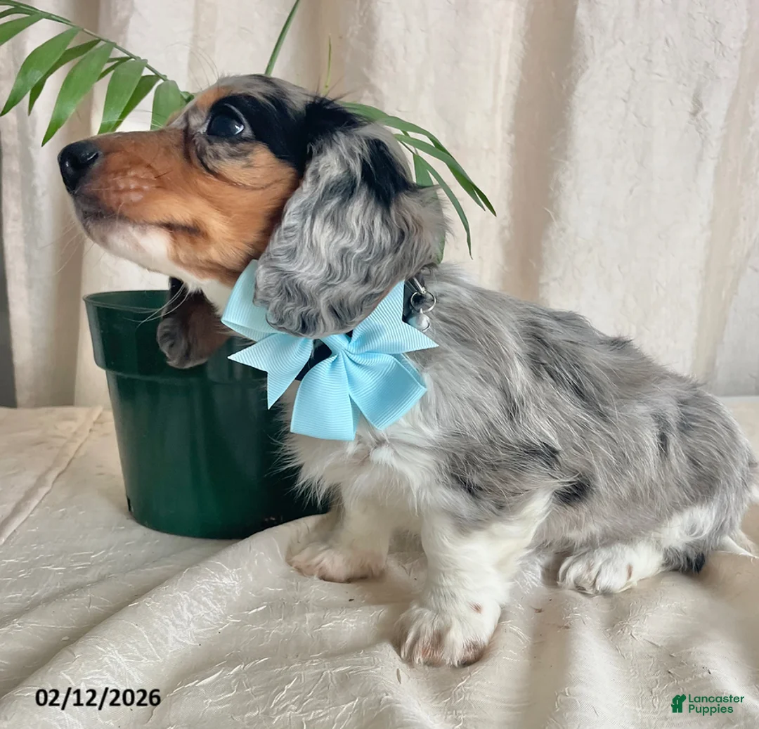 Miniature Dachshund dogs for sale: Cody - Ad 2