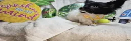Papillon dogs for sale: Valentia (T-cup) - Ad 3