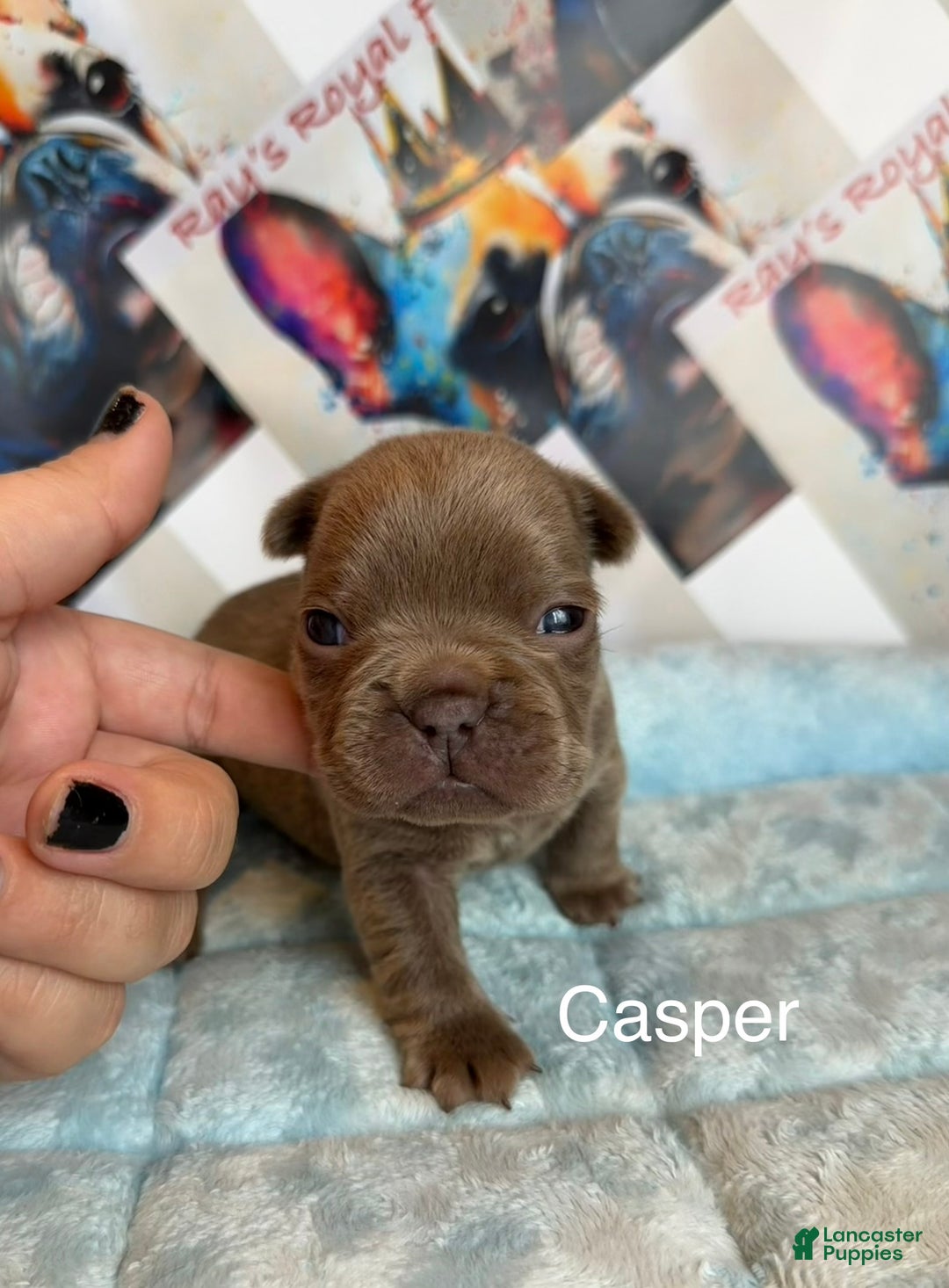 French Bulldog dogs for sale: Boo - Ad 6