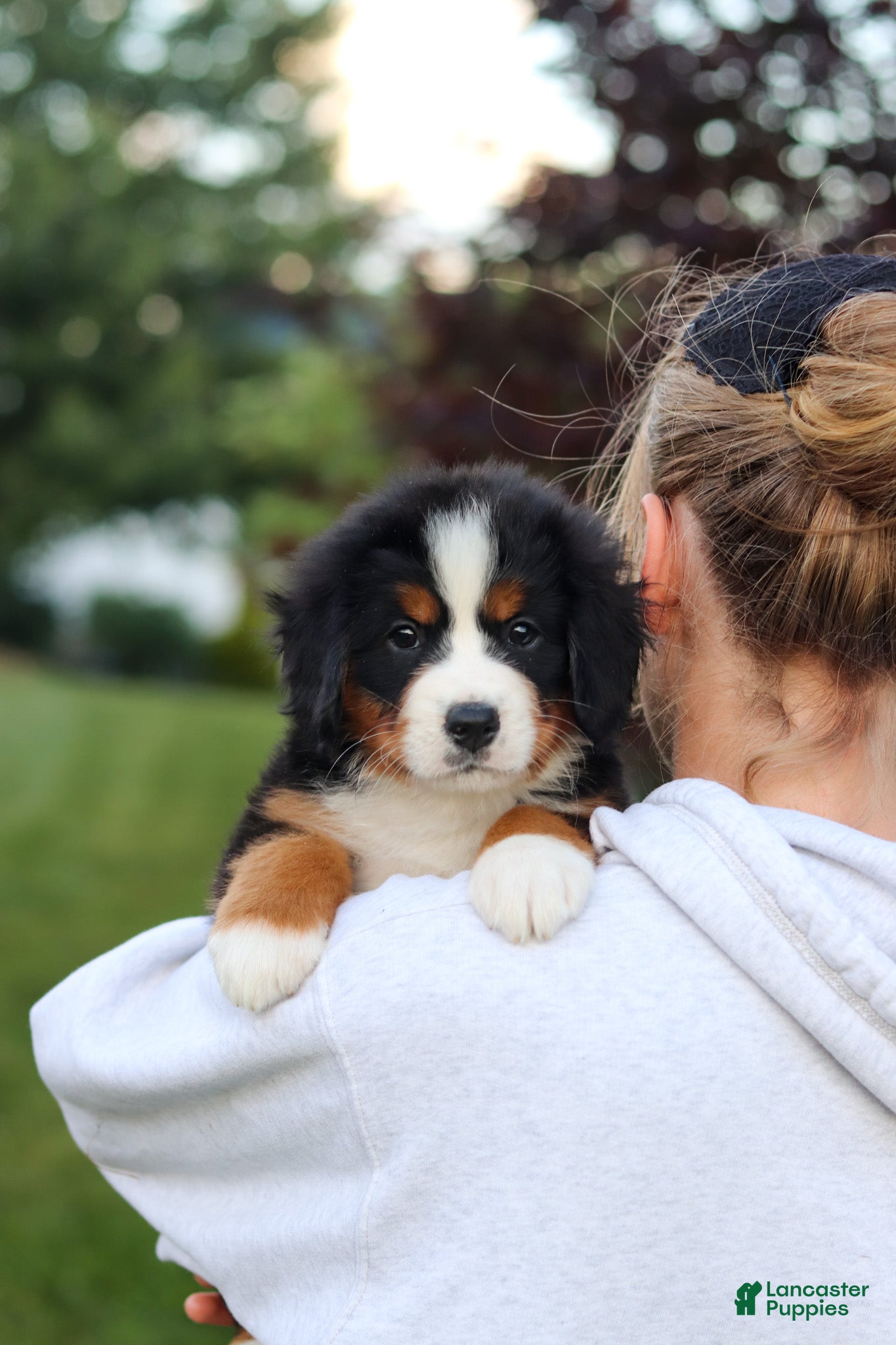 Bernese Mountain Dog dogs Mila - Ad 2