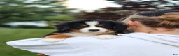 Bernese Mountain Dog dogs for sale: Mila - Ad 2