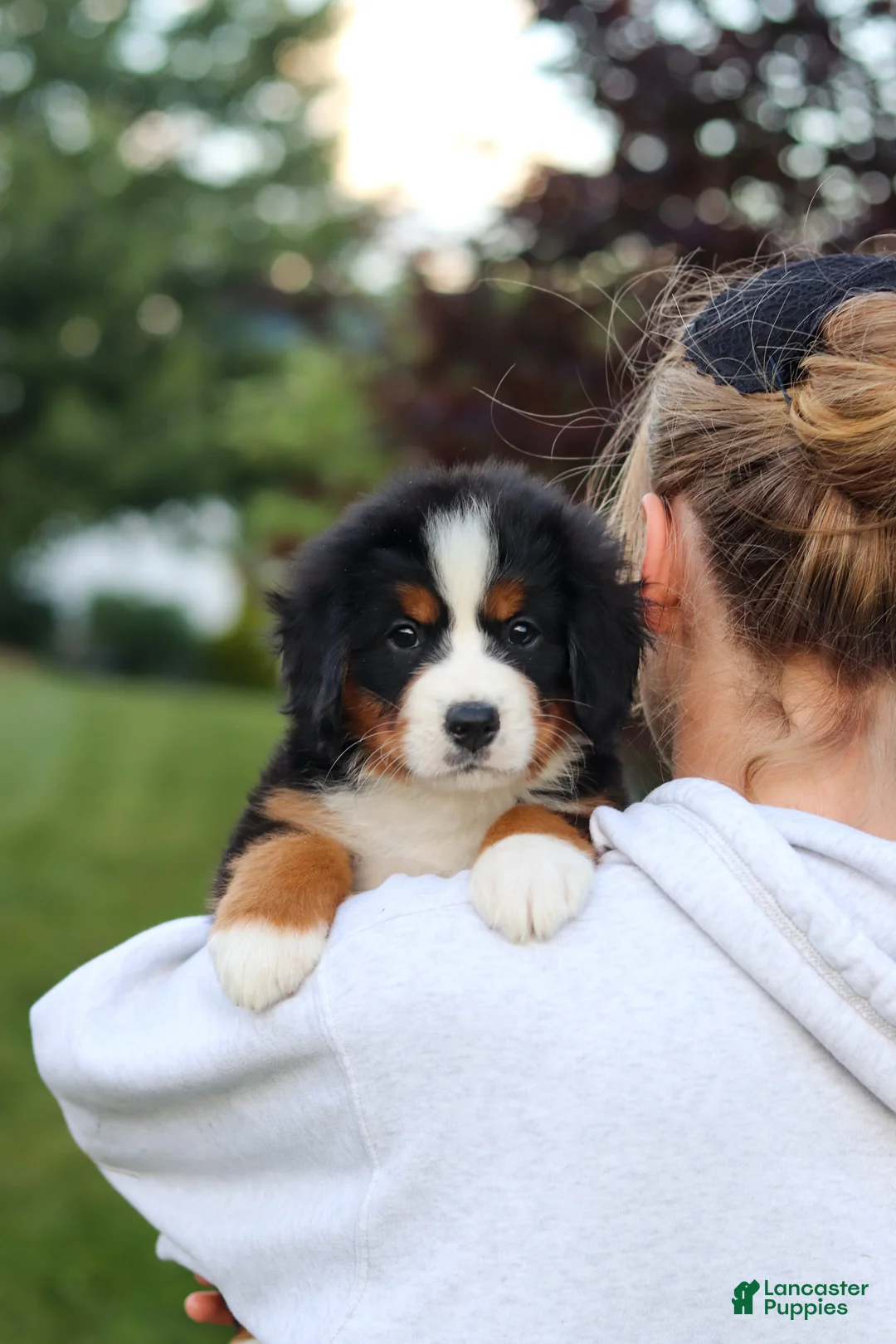 Bernese Mountain Dog dogs for sale: Mila - Ad 2
