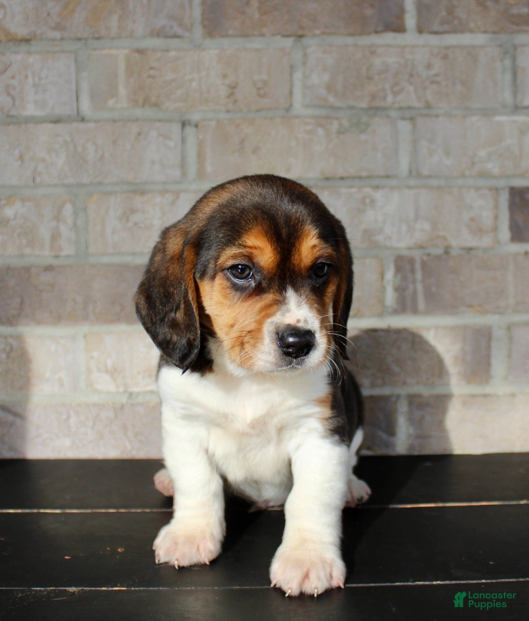 Beagle dogs for sale: Pinto - Ad 5