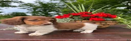 Miniature Dachshund dogs for sale: Charlie - Ad 4