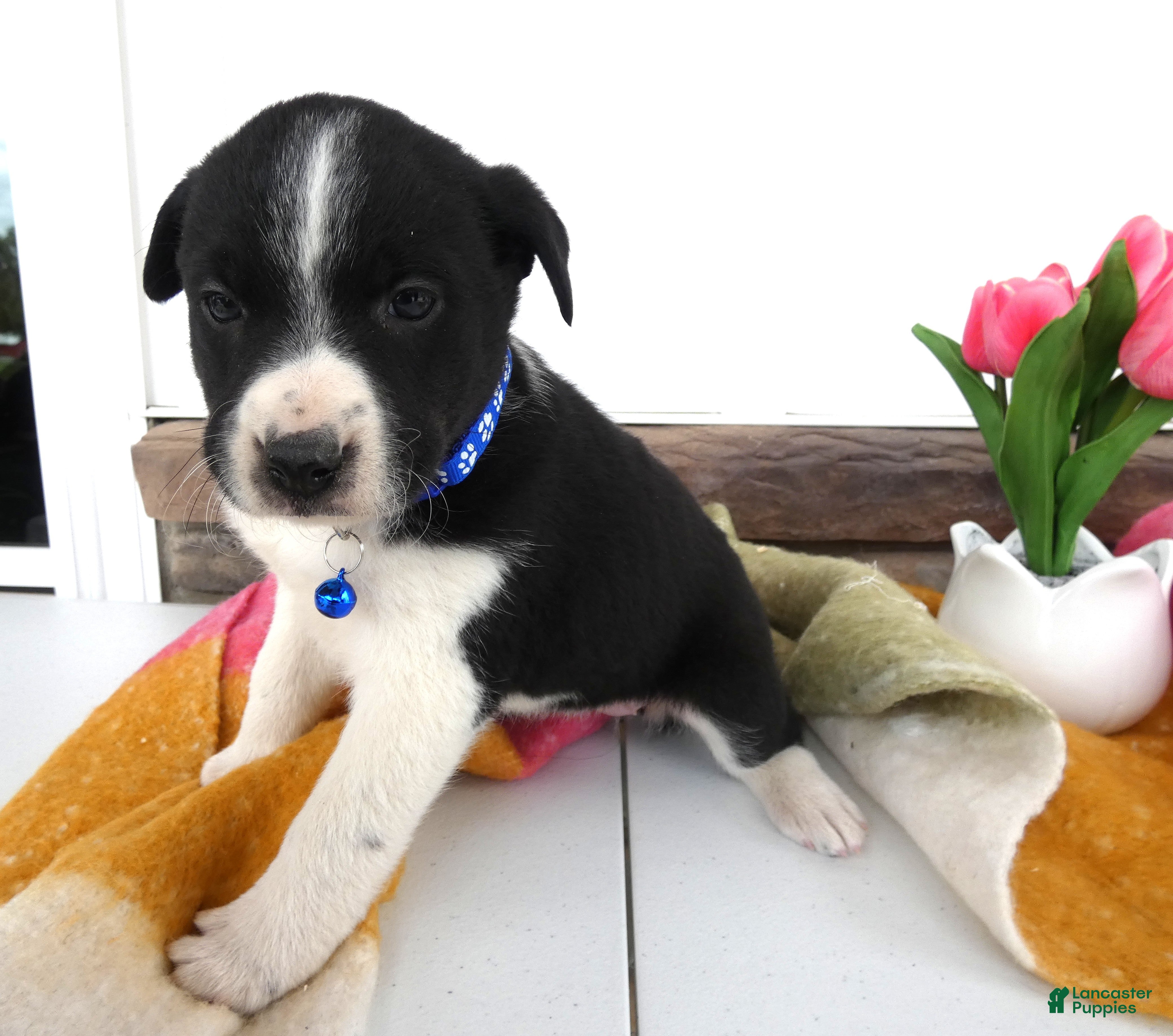 Border Collie dogs Border Collie Puppy 6 Marcy - Ad 8