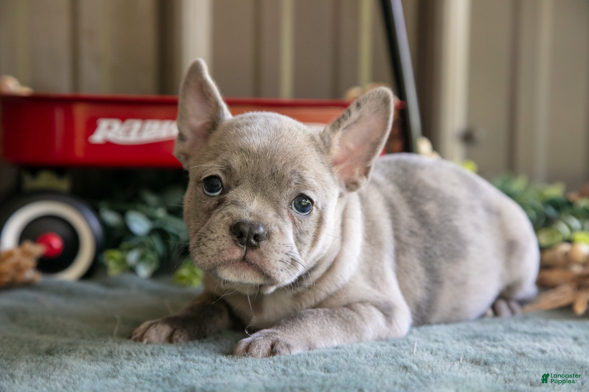 Mixed Breed dogs for sale: Betsy - Ad 4