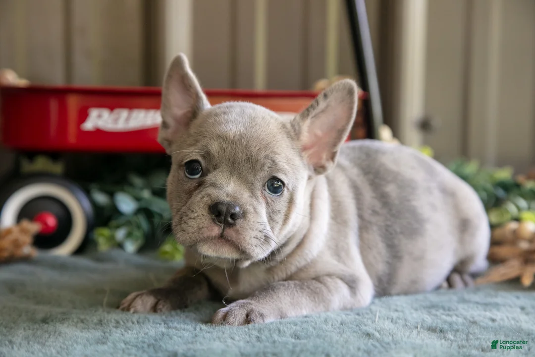 Mixed Breed dogs for sale: Betsy - Ad 1