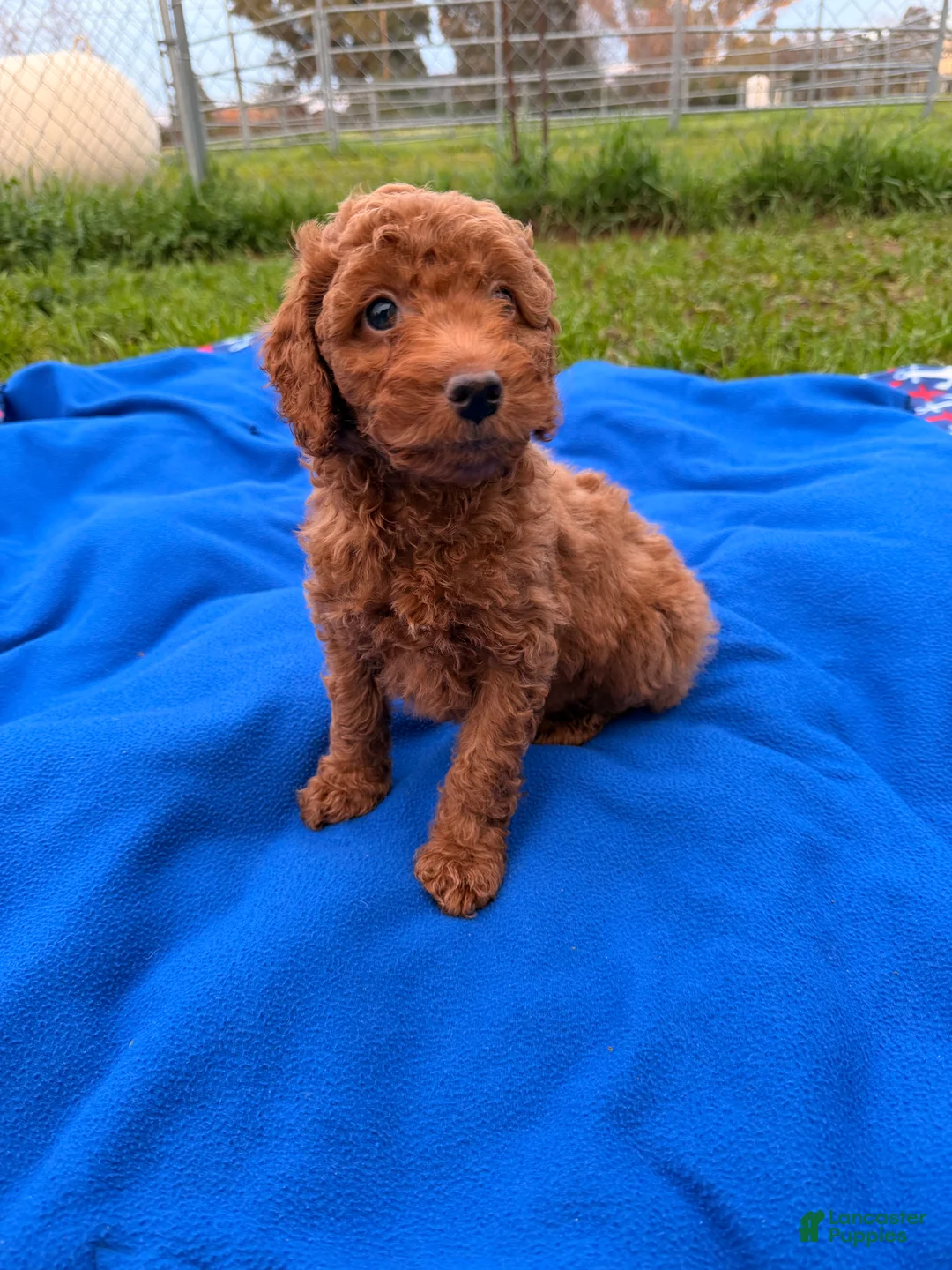Mini Goldendoodle dogs for sale: Dasher - Ad 8
