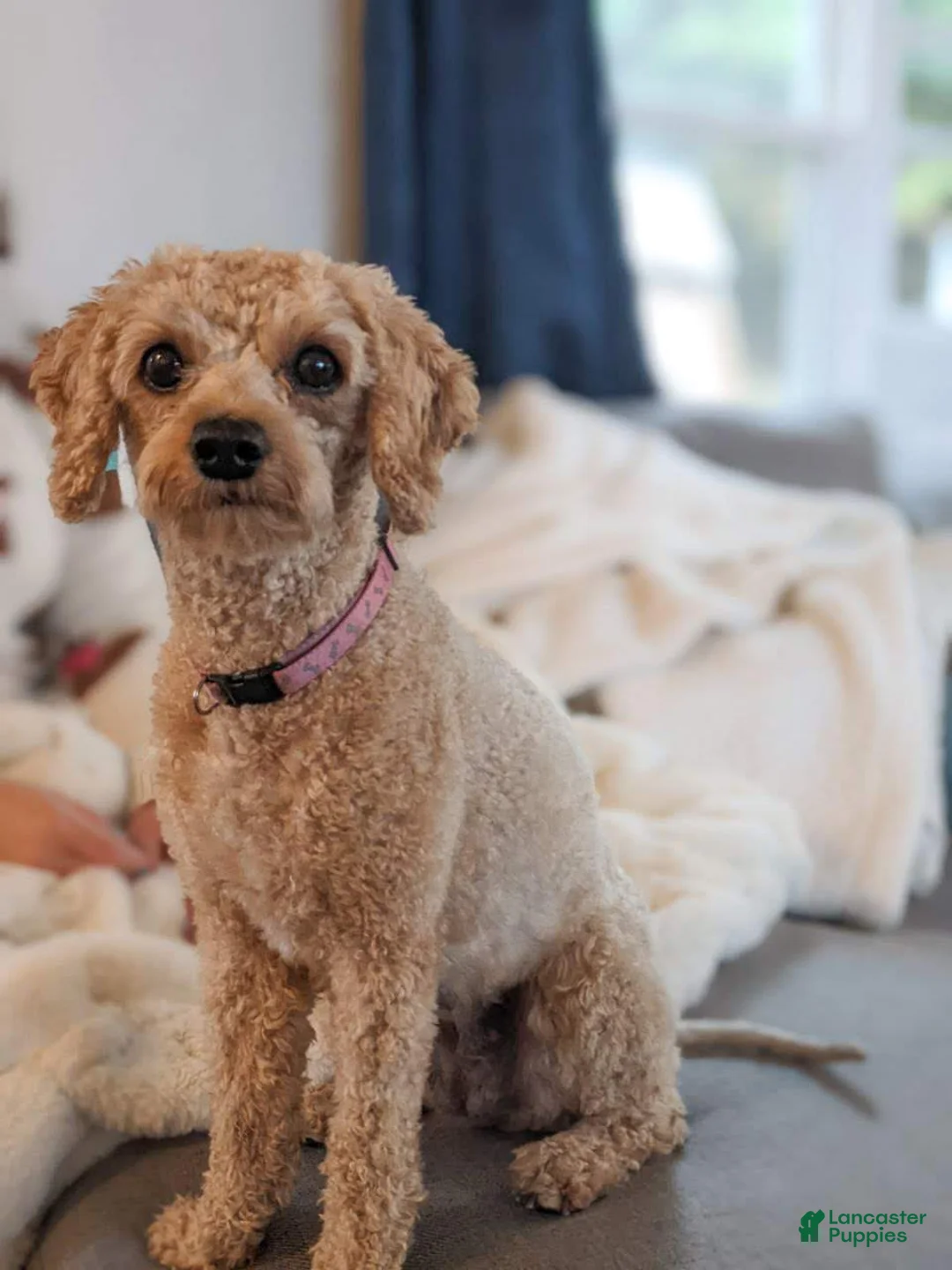 Cavapoo dogs for sale: Everest - Ad 6