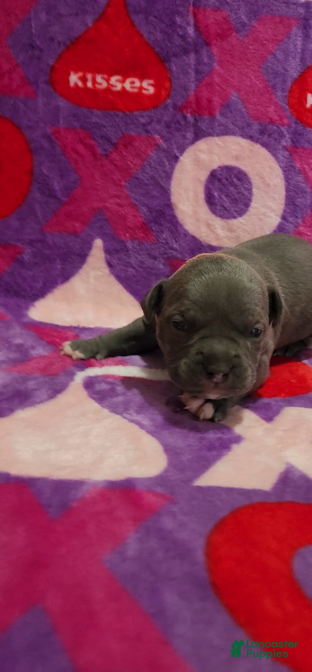 American Bully dogs Enzo - Ad 2