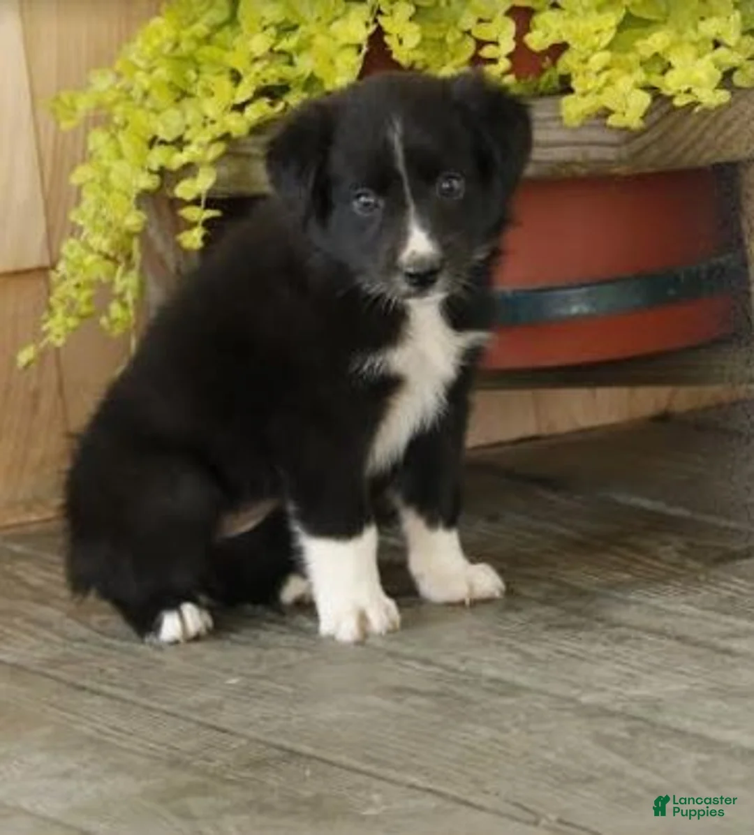 Gallery Image {{count}}