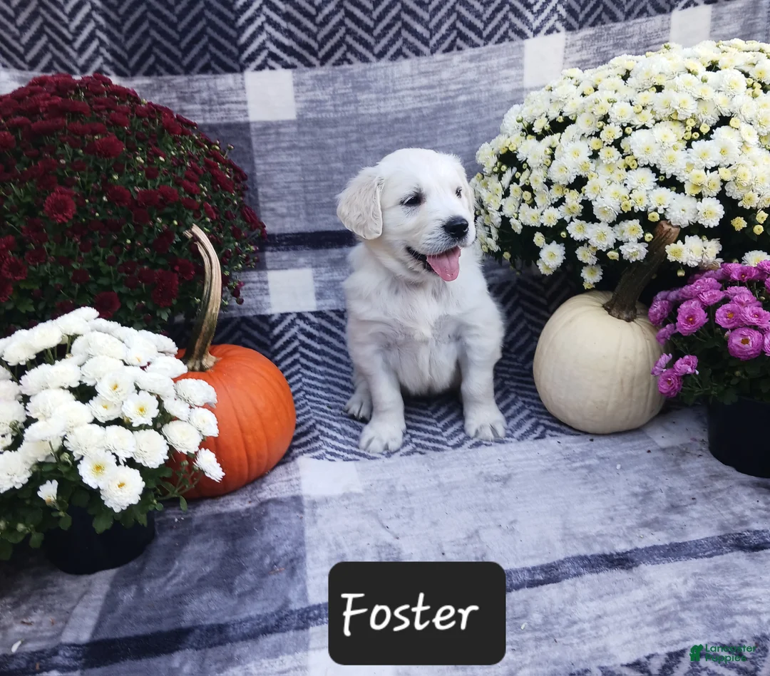 Golden Retriever dogs for sale: Foster  - Ad 1