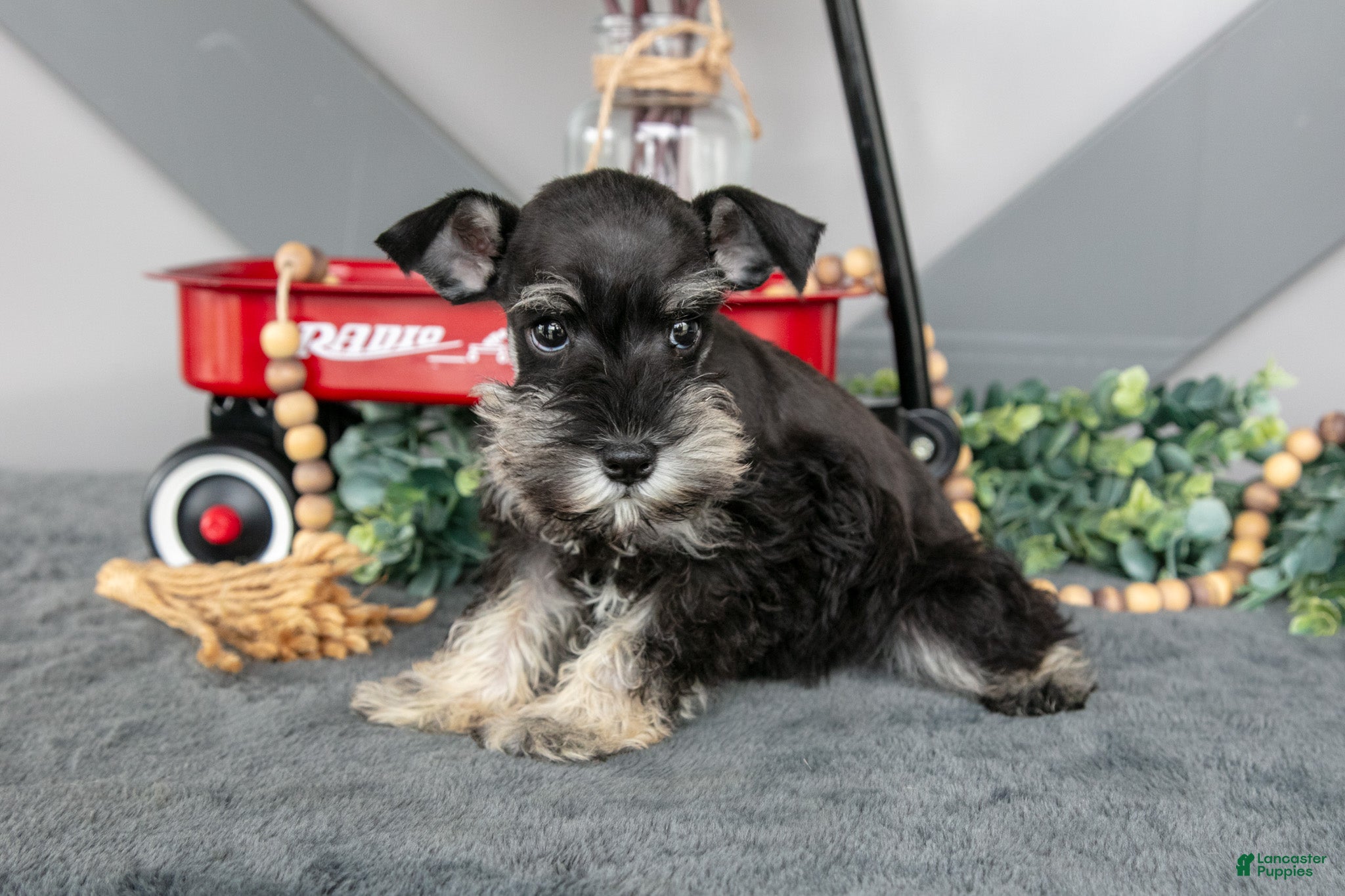 Miniature Schnauzer dogs for sale: Lincoln - Ad 1