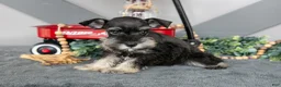 Miniature Schnauzer dogs for sale: Lincoln - Ad 1