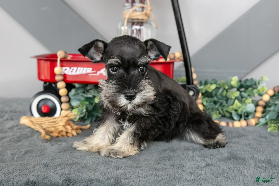 Miniature Schnauzer dogs for sale: Lincoln - Ad 1