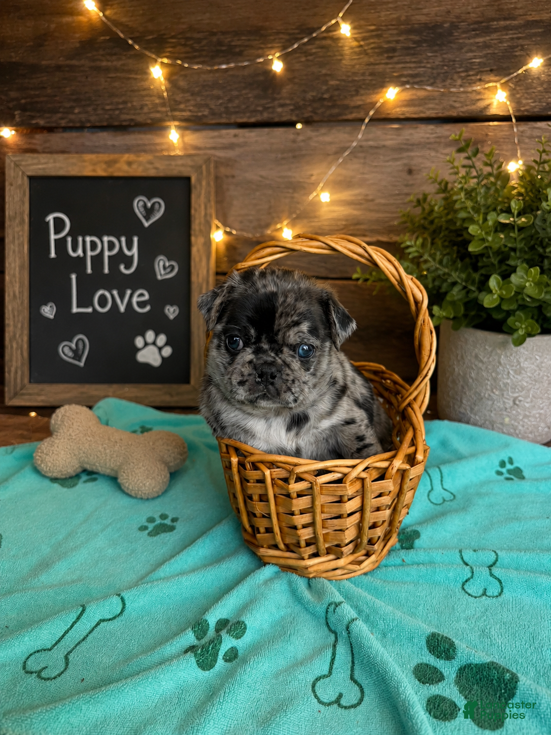 Pug dogs Pug Puppy 3 Henry - Ad 1