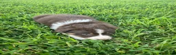 Australian Shepherd dogs for sale: Jane - Ad 3