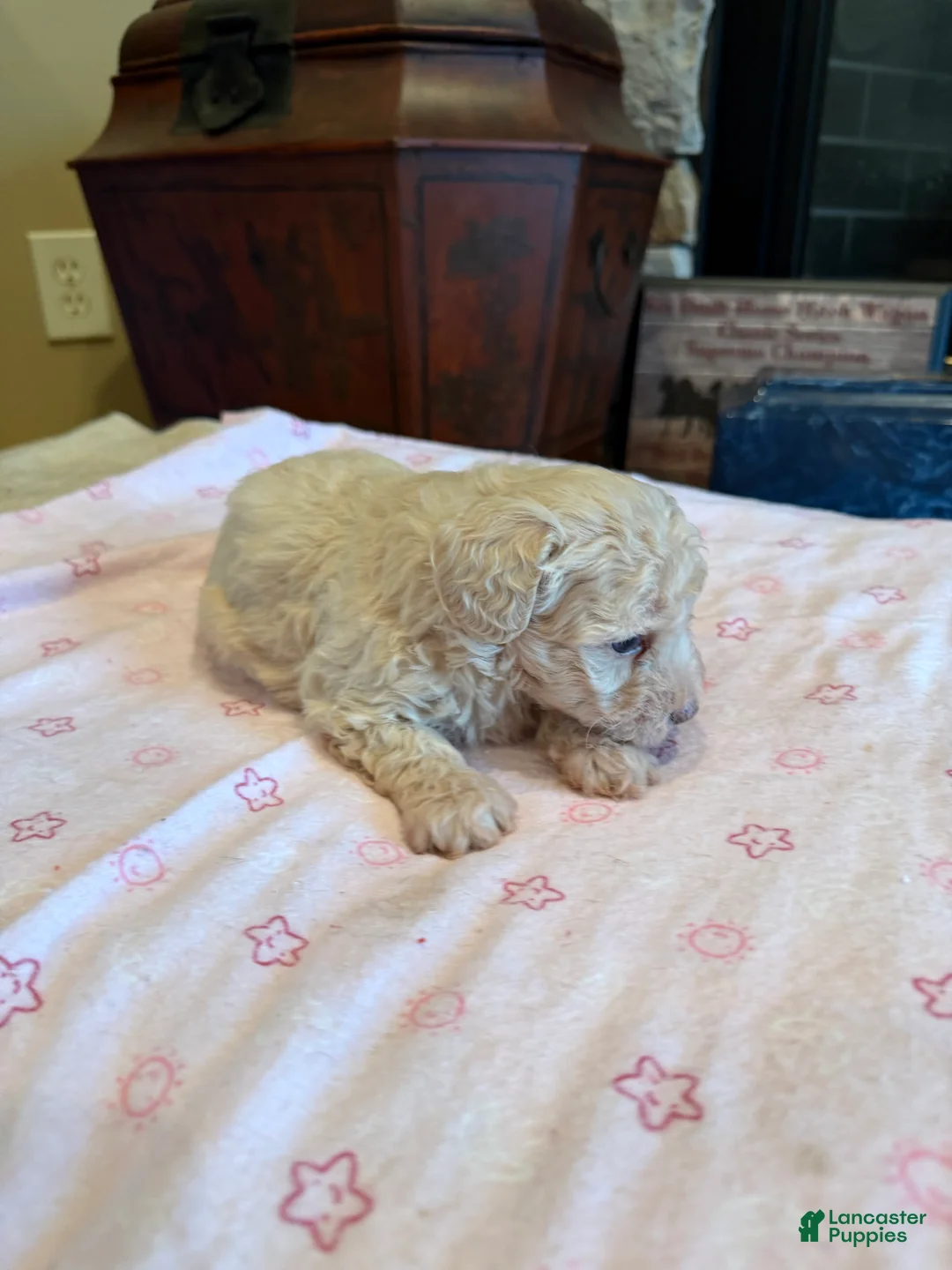 Miniature Poodle dogs for sale: Leeza - Ad 3