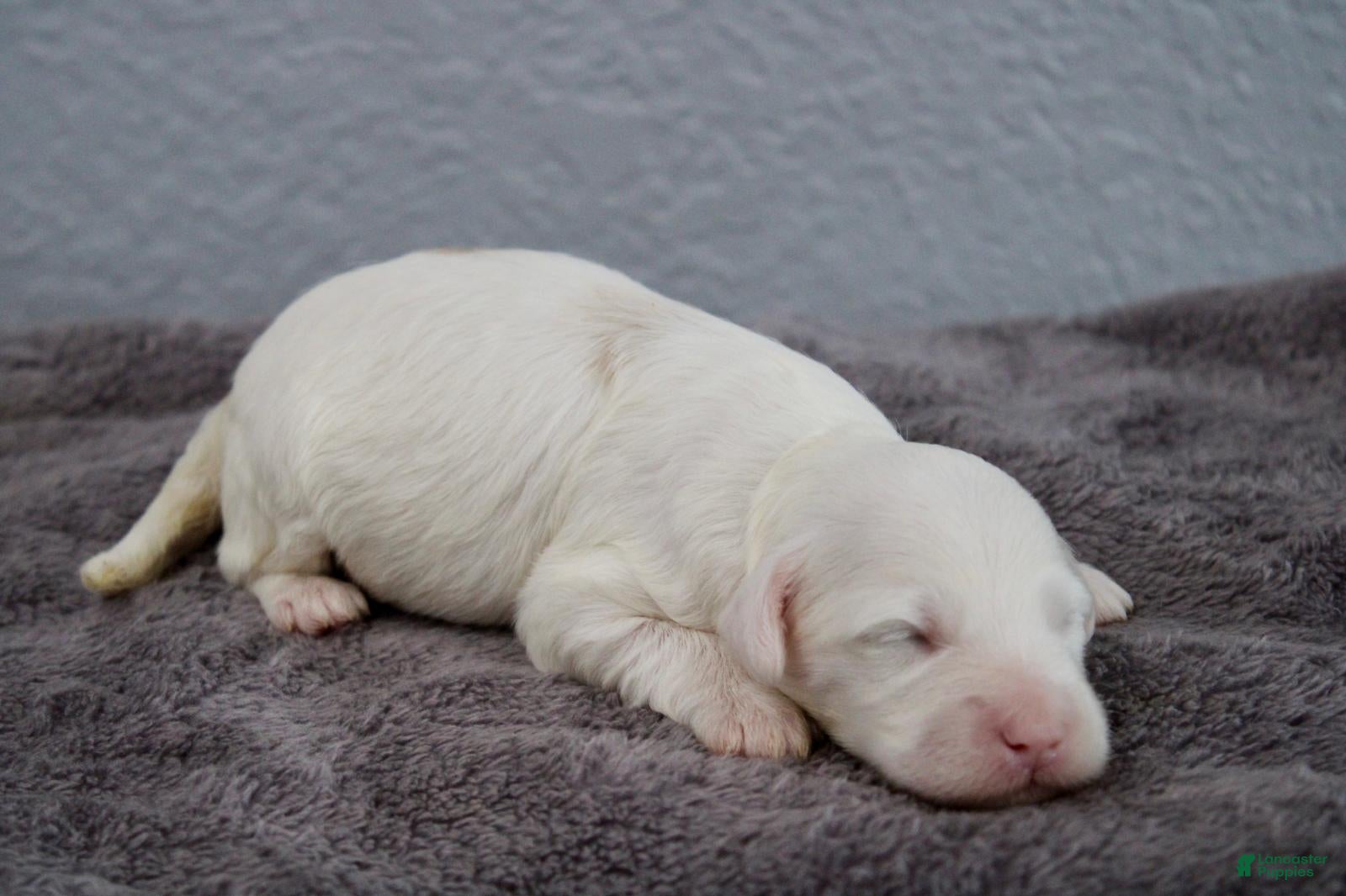 Mini Goldendoodle dogs for sale: Waylon - Ad 2