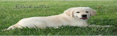 Golden Retriever Black Collar
