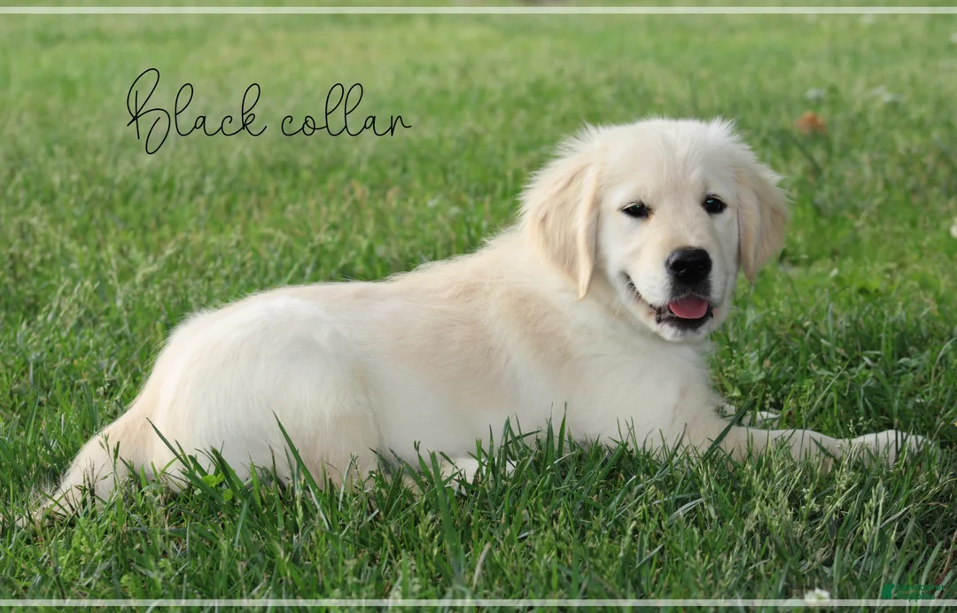 Golden Retriever dogs for sale: Golden Retriever Black Collar - Ad 1