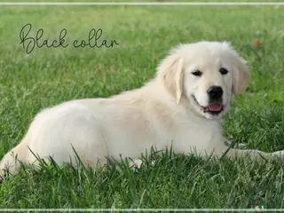 Golden Retriever dogs for sale: Golden Retriever Black Collar - Ad 2