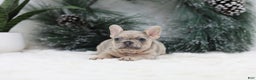 French Bulldog dogs for sale: Megan - Ad 2