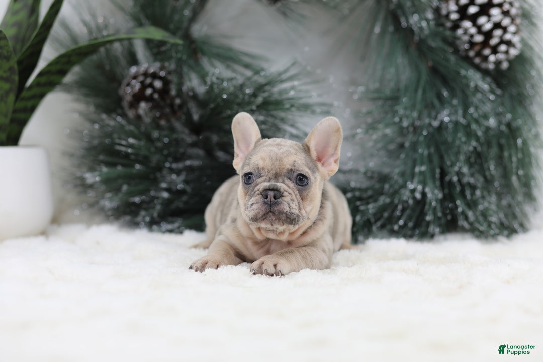 French Bulldog dogs for sale: Megan - Ad 2
