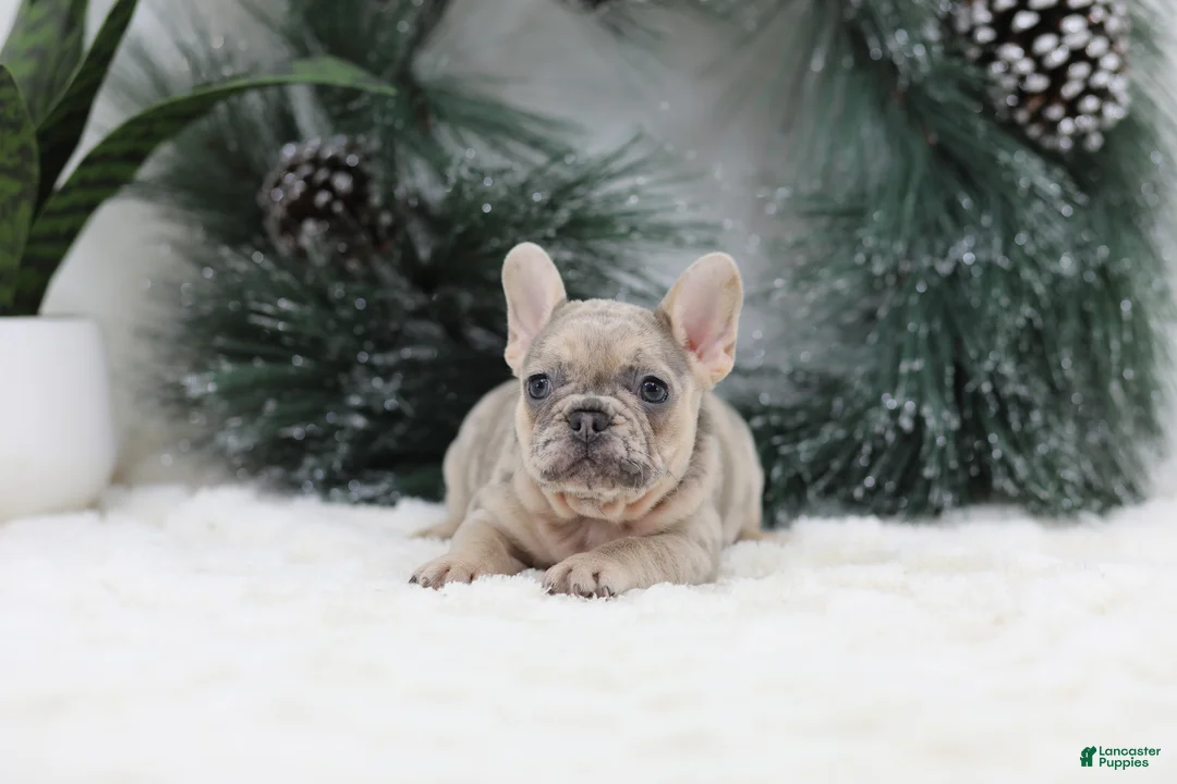 French Bulldog dogs for sale: Megan - Ad 2