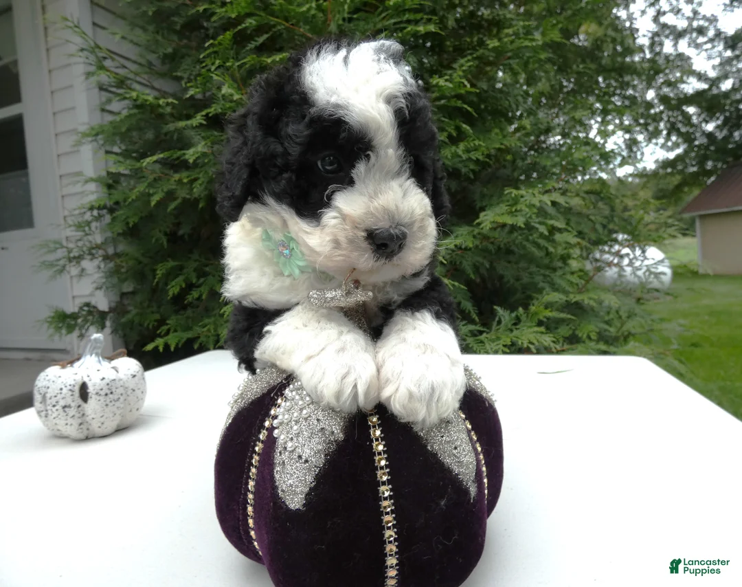 Mini Bernedoodle dogs for sale: Mini Bernedoodle 2 Maggie - Ad 2