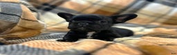 French Bulldog dogs for sale: French Bulldog Puppy 3 - Ad 4
