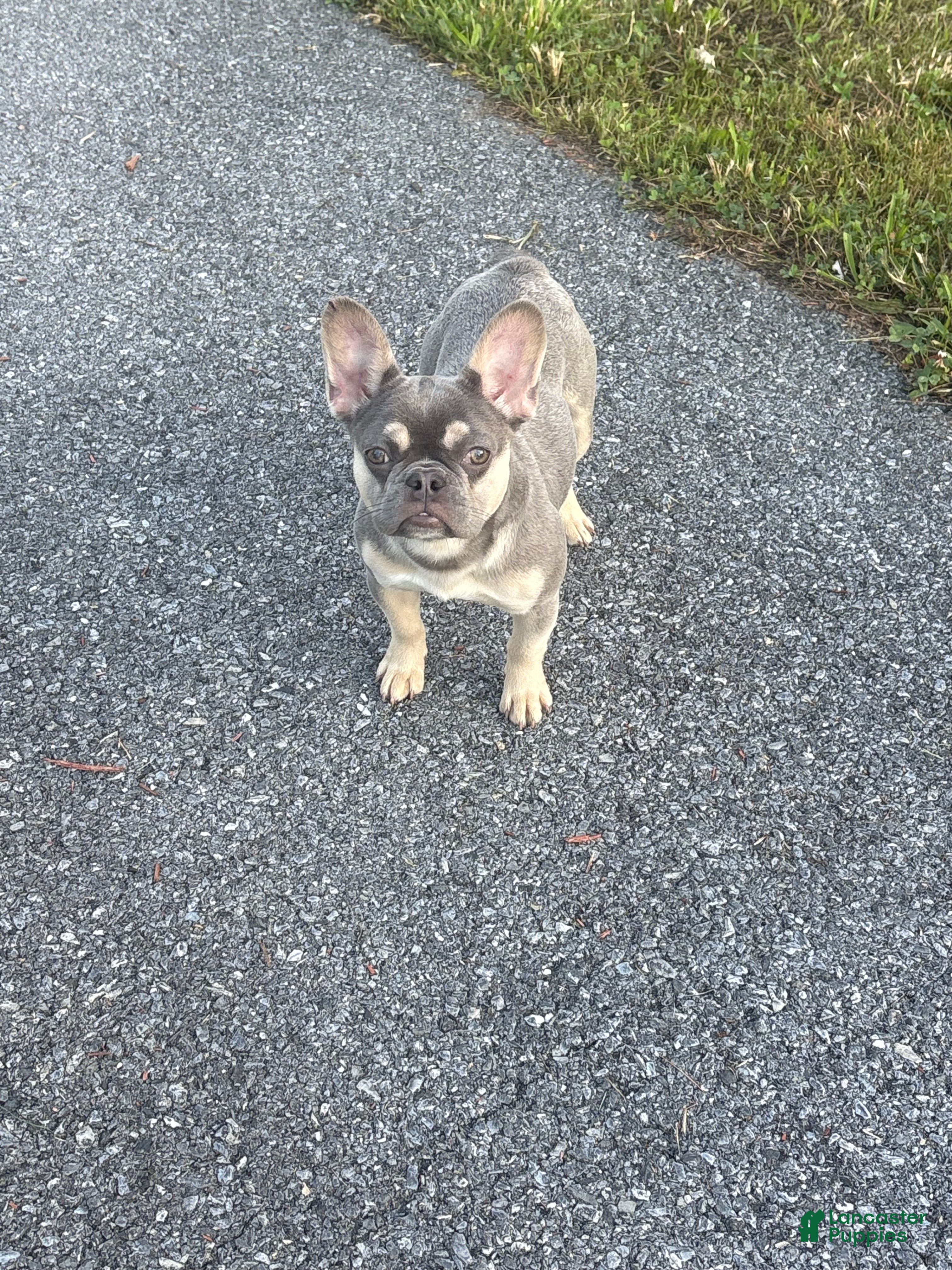 French Bulldog dogs French Bulldog 1 - Ad 12