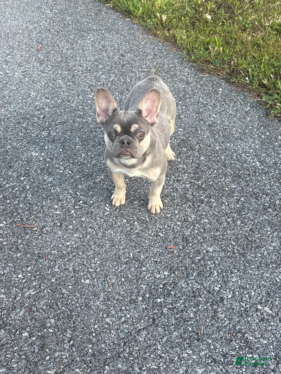 French Bulldog dogs for sale: French Bulldog 1 - Ad 1
