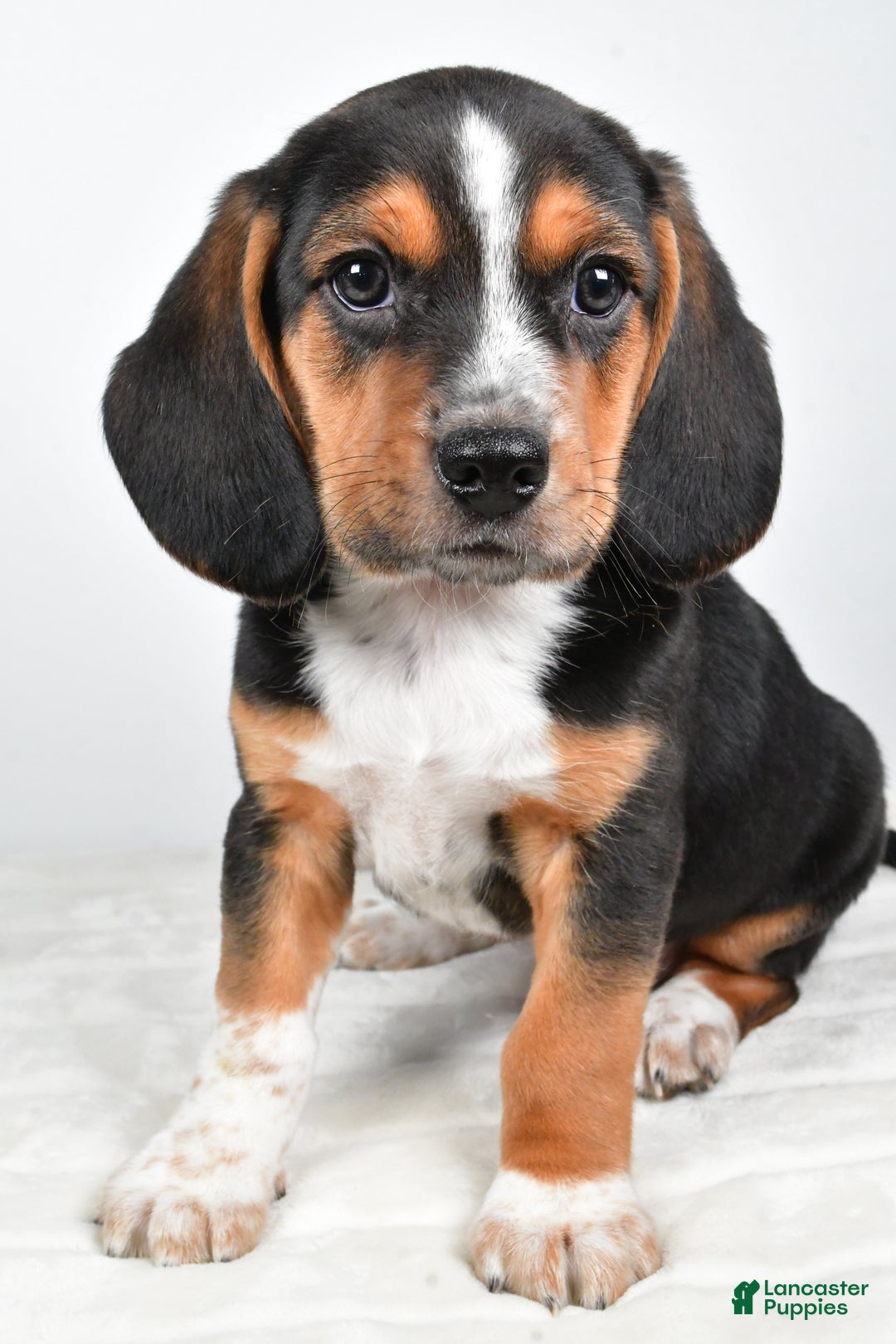 Beagle dogs for sale: Anthony - Ad 2