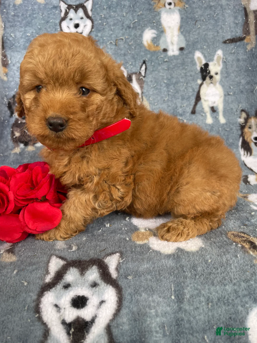 Miniature Poodle dogs for sale: Barney - Ad 2