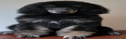 Standard Poodle dogs for sale: Camo - Ad 6