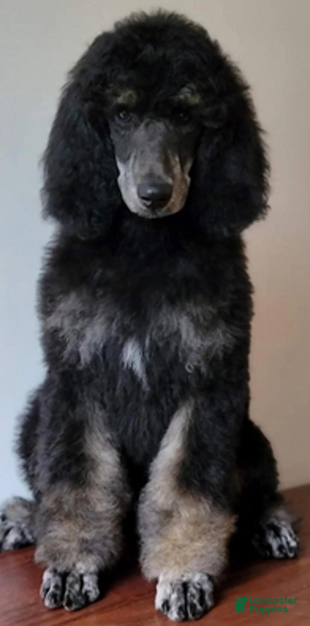 Standard Poodle dogs for sale: Camo - Ad 6