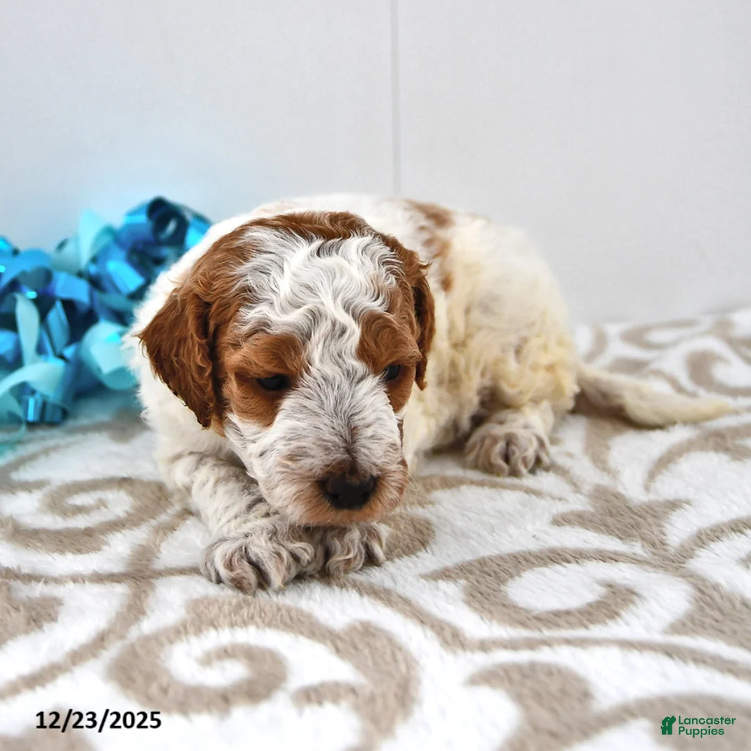 Mini Goldendoodle dogs for sale: Cooper - Ad 13