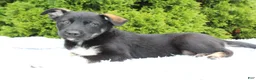 Mixed Breed dogs for sale: Kenny - Ad 3