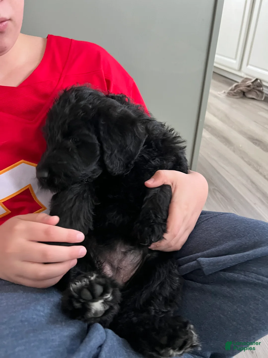 Labradoodle dogs for sale: Onyx - Ad 4