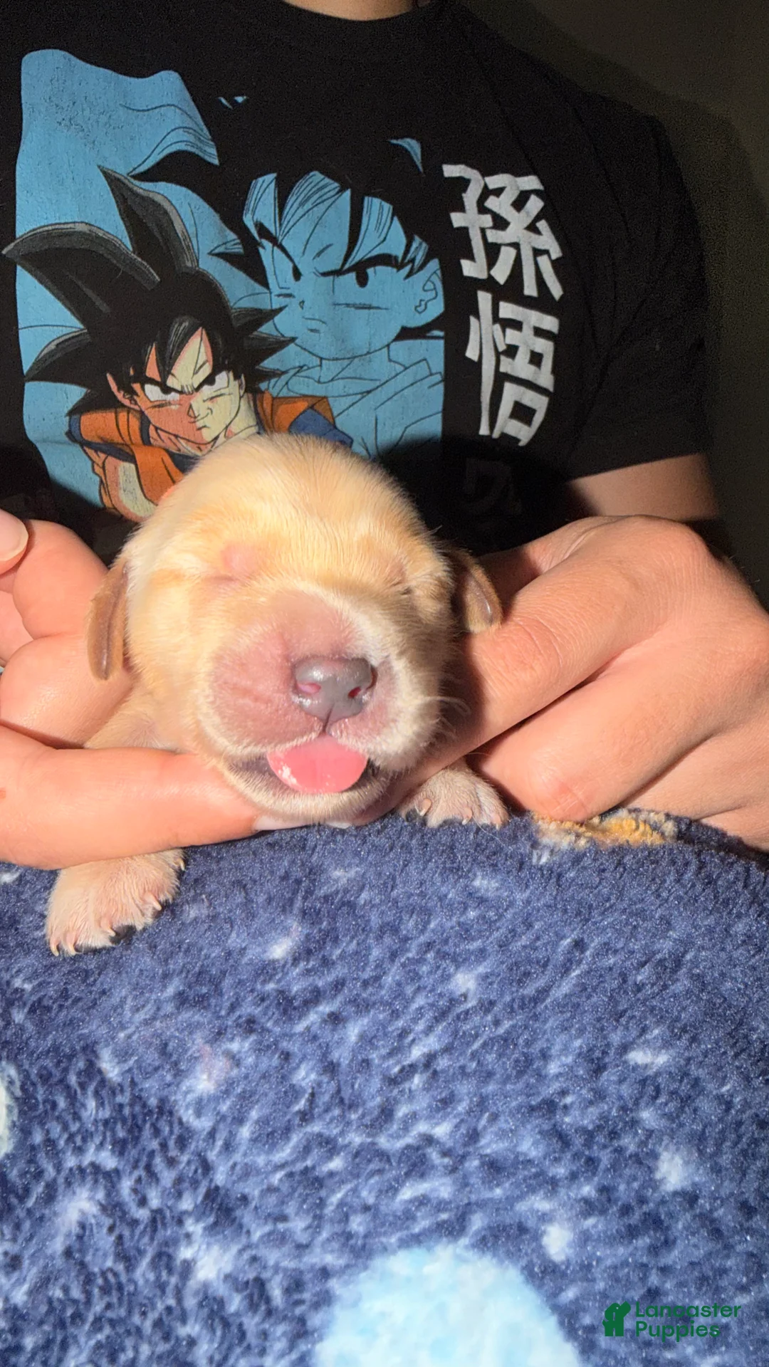 Golden Retriever dogs for sale: Orange  - Ad 1