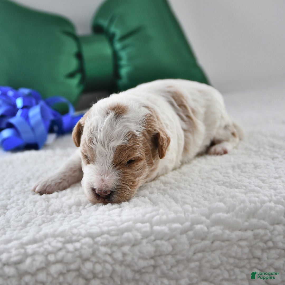 Mini Goldendoodle dogs for sale: Parker - Ad 2